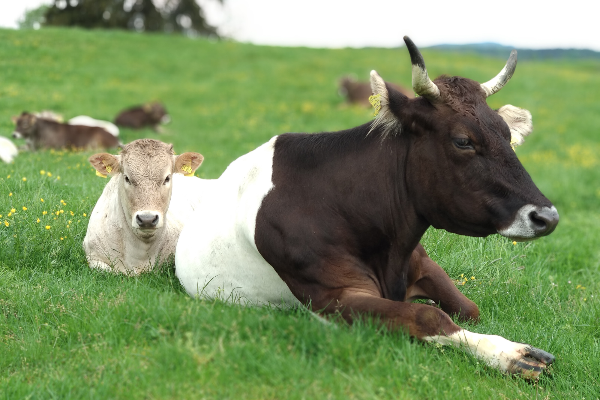 Mutterkuh mit Kälbchen